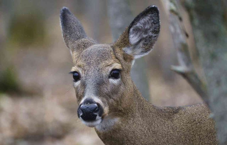 Montreal’s Big City Park Ditches Its Good Ol’ Deer